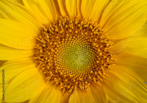 Yellow sunflower flower with seeds. Close-up.Nature.
