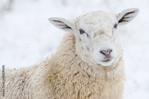 Domestic sheep close-up portrait on the winter pasture covered by snow. Livestock on small farm in Czech republic countryside. photo