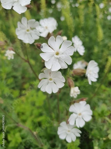 Various Plants, Flowers and Trees from the English countryside and gardens