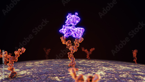 Antibodies attach to human cell receptors photo