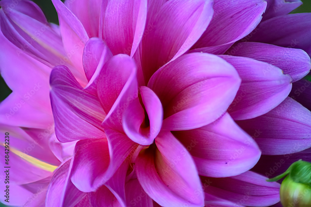 Fototapeta premium close up of flower