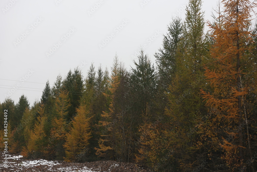 Winter time green trees in the forest Winter time green trees in the forest