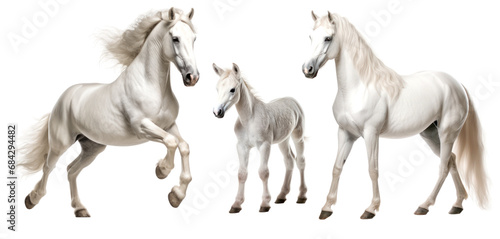 Group of white grey horses: mare, stallion and foal, animal family isolated on transparent background. PNG clip art elements.