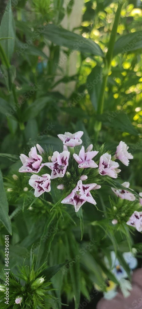 colourful little flowers 