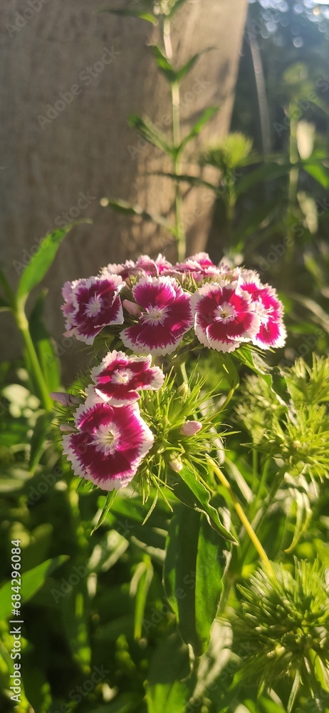Fototapeta premium white and red amazing flowers