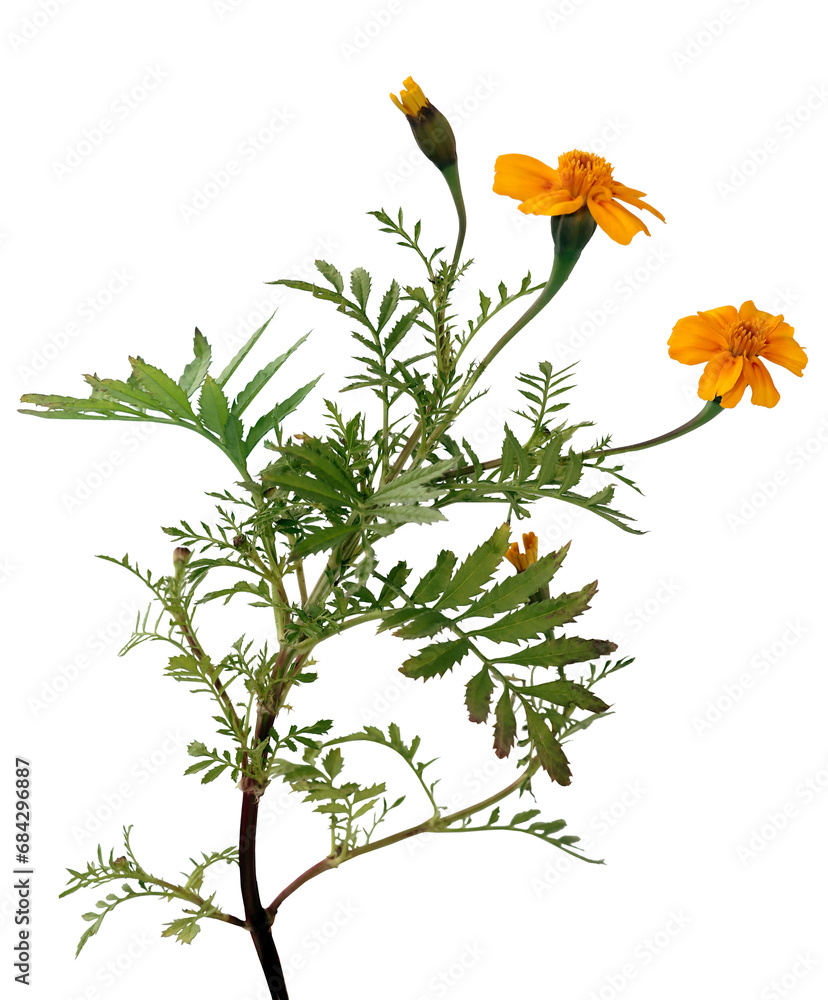tagetes plant with yellow flowers isolated close up