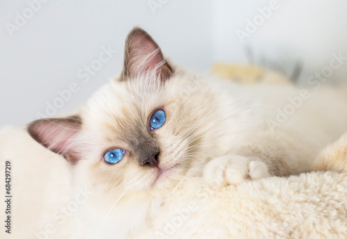Cute pet ragdoll cat. Pet a...