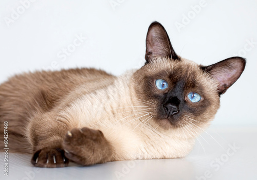 Obraz na plátně Pet animal; cute siamese cat