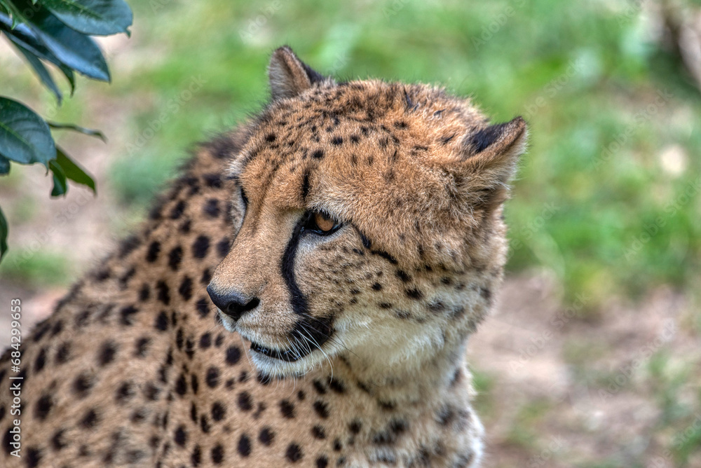 Cheetah Hideaway: Resting in Nature's Lap Cheetah Hideaway: Resting in Nature's Lap