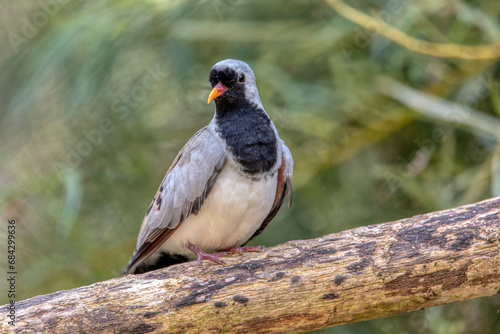 Namaqua dove, Oena capensis, grey black bird