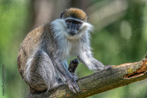 Green Monkey - Chlorocebus aethiops, beautiful popular monkey from West Africa © precinbe