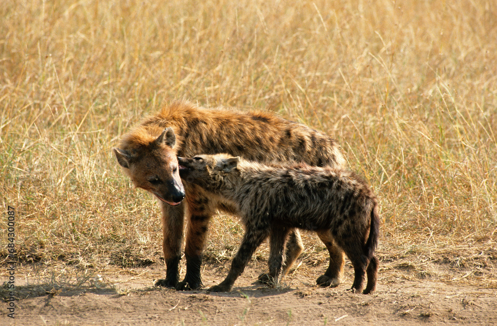 Hyene tachetée, jeune et fémelle, Crocuta crocuta, Parc national du Sérengéti, Tanzanie