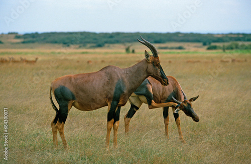 Damalisque, Damaliscus korrigum, Parc national de Masai Mara, Kenya