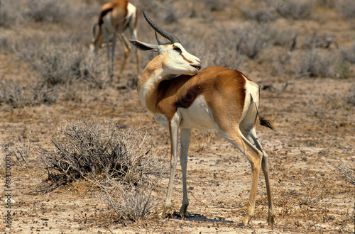 Springbok, Antidorcas marsupialis, Afrique du Sud