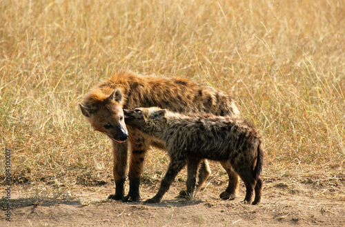 Hyene tachetée, jeune et fémelle, Crocuta crocuta, Parc national du Sérengéti, Tanzanie photo