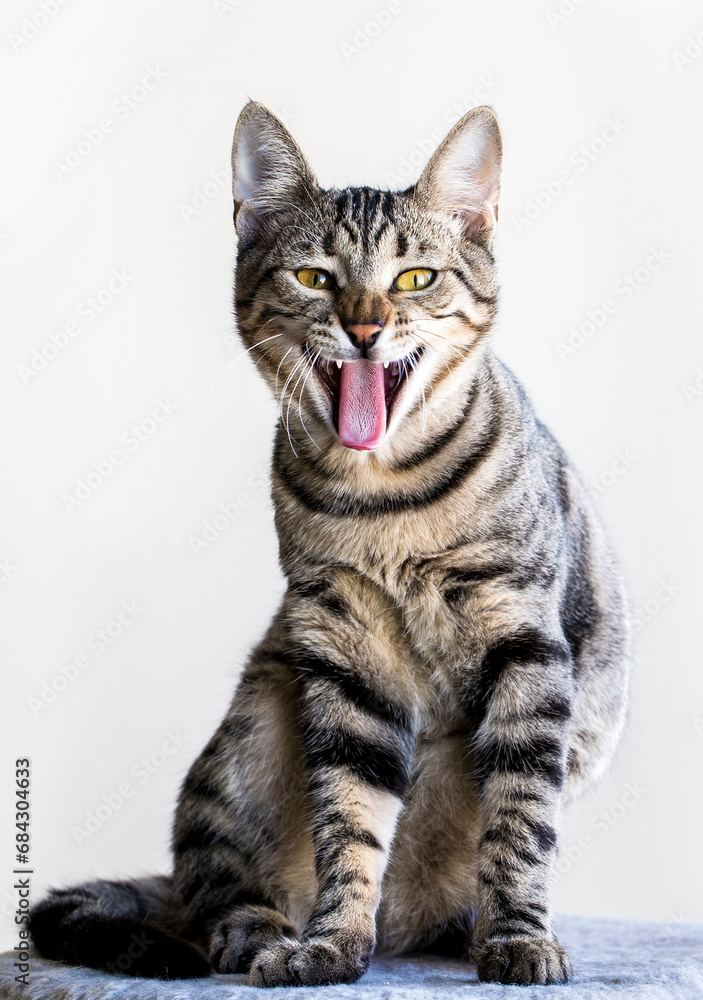 Pet animal; Cute tabby cat smiling