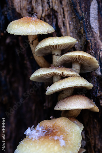 Pilze