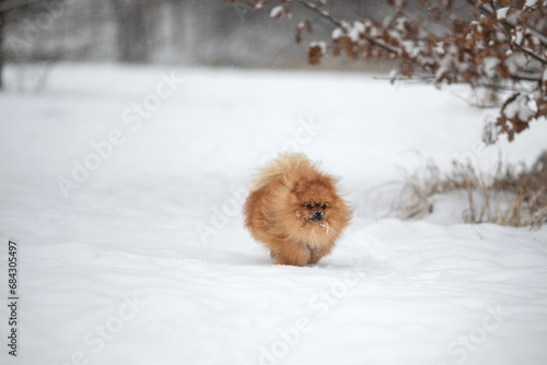 Flauschiger kleiner Hund rennt durch den Schnee © katjagorst