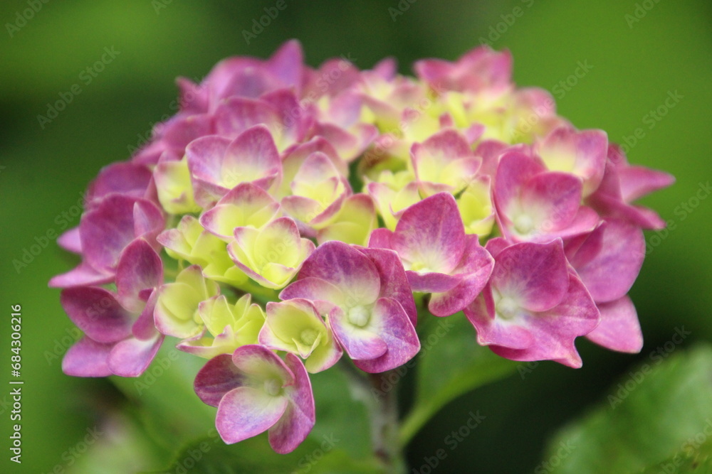 紫陽花　アジサイ
