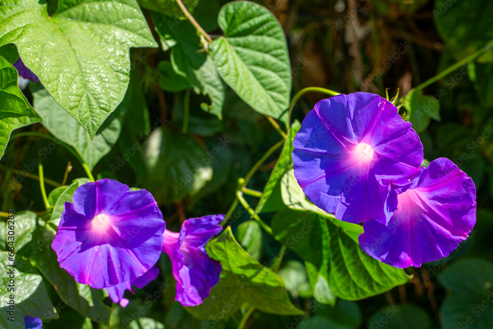 Ipomoea purpurea (Purple morning glory) flower