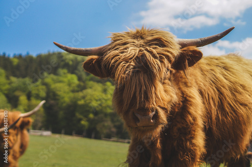 portrait of a highland cow with horns looking cute © Gerald Sturm