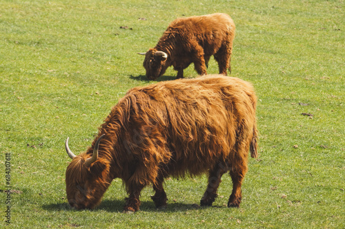 highland cows grazing in a field