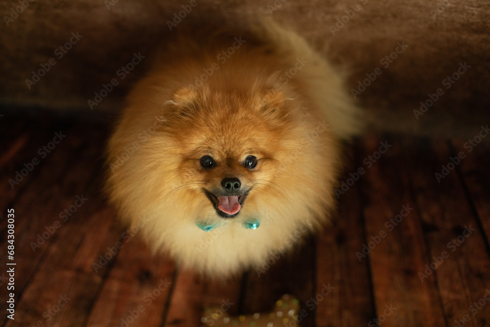 Kleiner Hund mit der Fliege schaut in die Kamera Kleiner Hund mit der Fliege schaut in die Kamera
