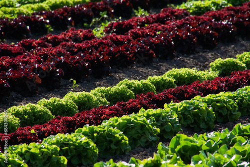 rows of lettuce on a farm