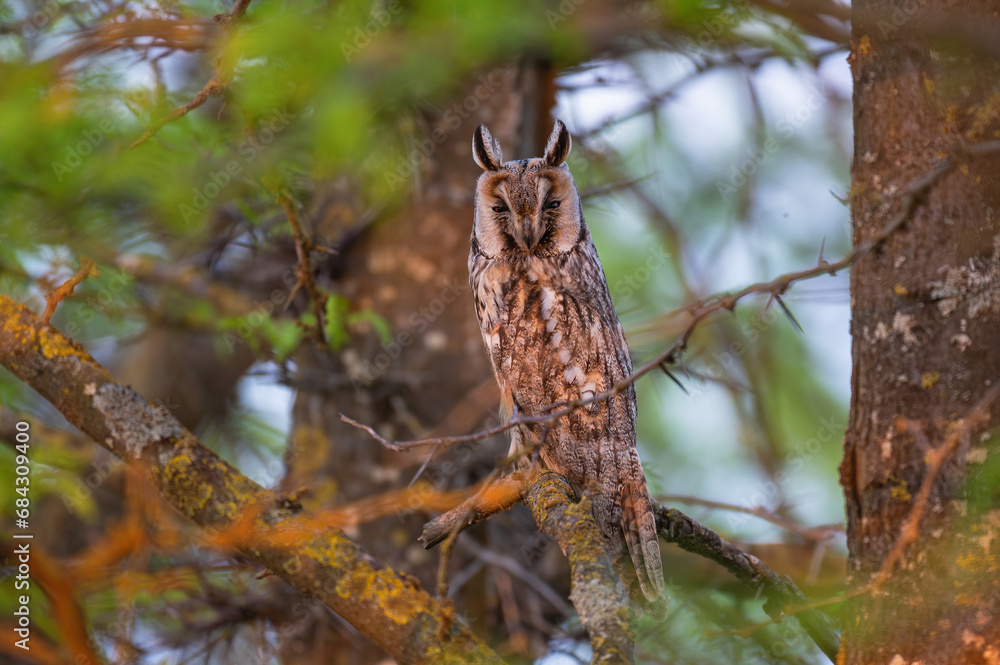 Fototapeta premium Long-eared Owl Asio Otus in the wild