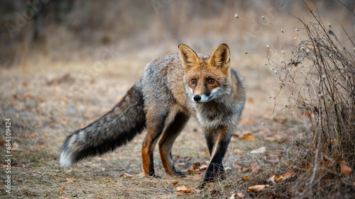 Portrait red fox Vulpes vulpes in the wild