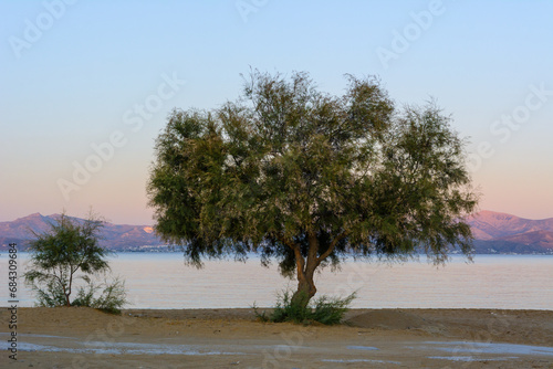 Tree growing on sandy Logaras beach on coast of Paros island, Greece