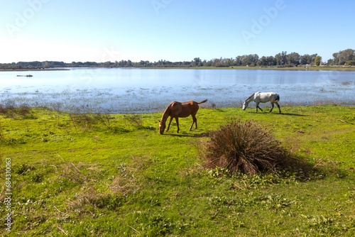Horses in the serene beauty of the marshes of the town of Rocío in Huelva, Spain, as the calm waters reflect the rustic charm of the surroundings, offering a captivating view.