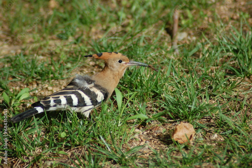 Puput comiendo gusano Puput comiendo gusano