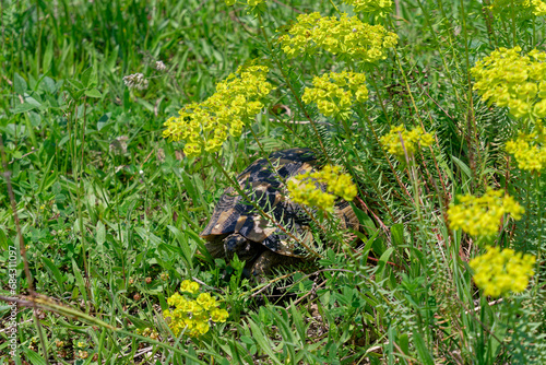 Young turtle resting under yellow flowers on a hot summer day