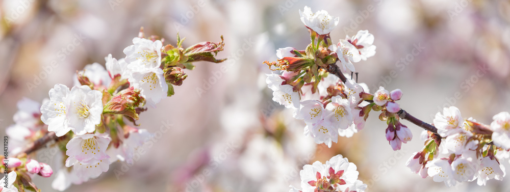 Blooming cherry tree in the spring garden. Cherry flowers on a tree