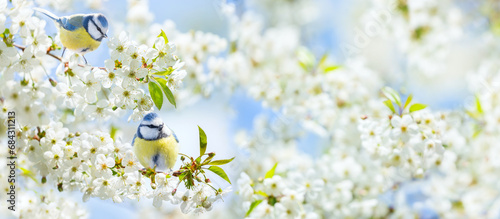 little birds sitting on branch of blossom cherry tree in a garden. The blue tit. Spring background photo