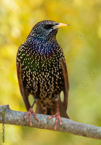 common starling perching on branch on colorful background