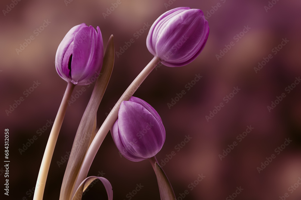 Obraz premium Fioletowe tulipany