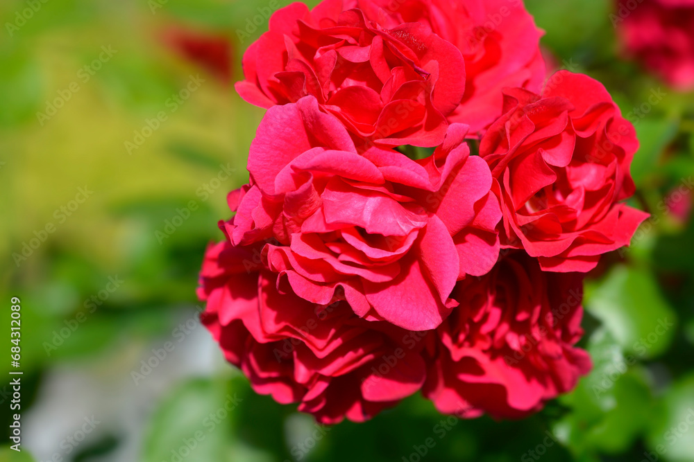 Groundcover Rose Toscana flowers Groundcover Rose Toscana flowers