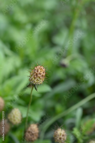 Pincushion flower Black knight seed head