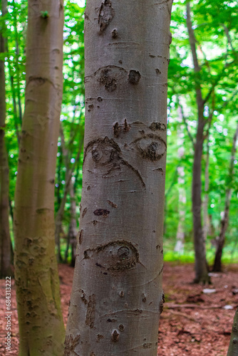 tree in the park