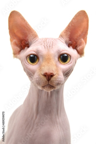 Sphynx cat with yellow eyes