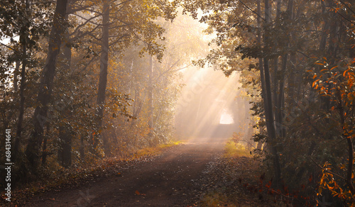 Fototapeta Naklejka Na Ścianę i Meble -  Jesienny mglisty krajobraz