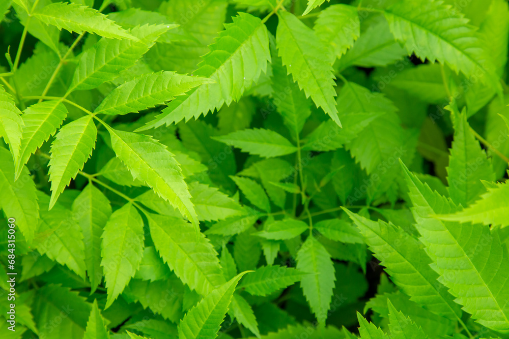 Lush Foliage Botanical Charm Green Leaves Patterns Lush Foliage Botanical Charm Green Leaves Patterns
