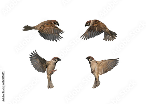 set of many birds sparrows in various poses flying against a white isolated background with feathers and wings spread
