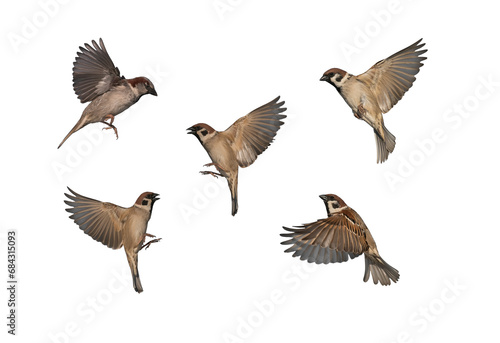 set of birds sparrows in various poses fly against a white isolated background with their feathers and wings spread © nataba