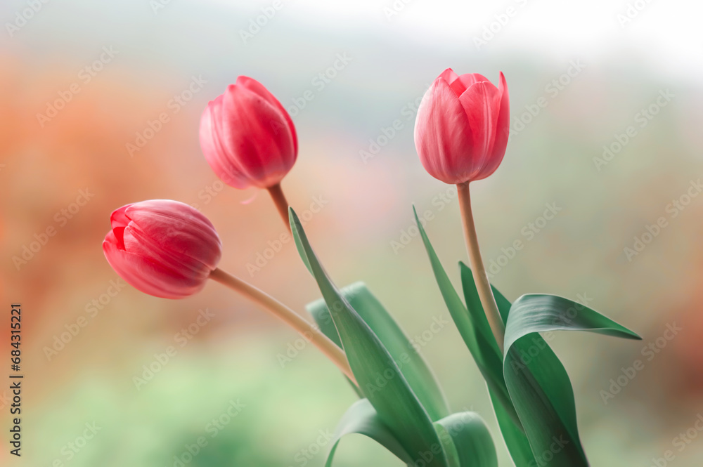 Fototapeta premium Tulipany, wiosenne kwiaty