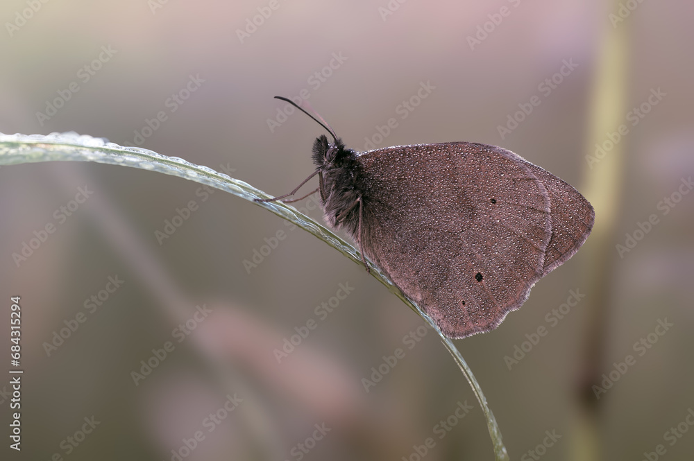 Obraz premium Macro papillon