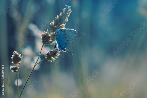 Macro papillon