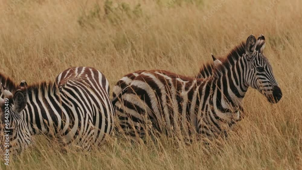 Zebras In Natural Environment. Close Up. Animals In Wild. Zebras In Natural Environment. Close Up. Animals In Wild.